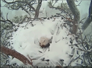 白头海雕用身体为两颗鸟蛋遮风挡雪
